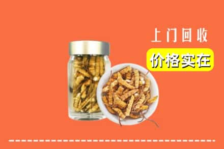 文峰区回收散虫草