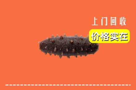 文峰区回收海参